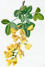 Laburnum