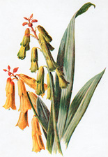 Lachenalia