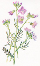 Lady's Smock, Bitter Cress, or Cuckooflower