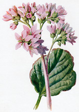 Large-leaved Saxifrage