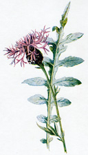 Larger Knapweed