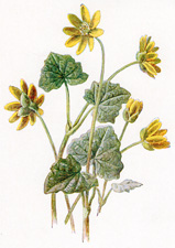 Lesser Celandine