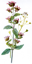 Marjoram and Shepherd's Purse