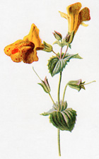 Mimulus