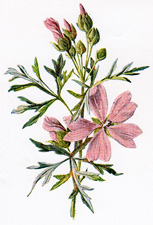 Musk Mallow