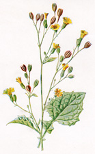 Nipplewort