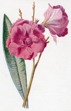 Oleander