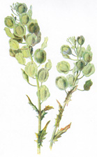 Pennycress