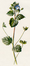 Buxbaum's Speedwell