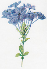 Cape Leadwort