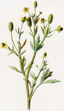 Celery-leaved Crowfoot