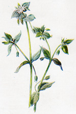 Chickweed