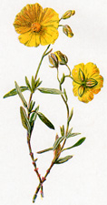 Common Rock Rose