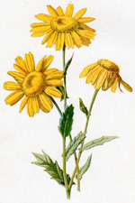 Corn Marigold