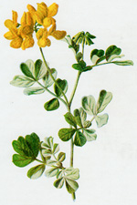 Coronilla