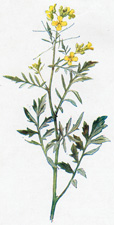 Creeping Yellow Cress