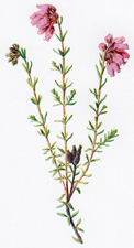 Cross-leaved Heath