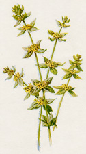 Crosswort