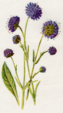 Devil's-bit Scabious