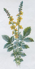 Agrimony