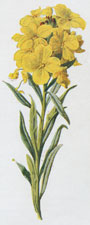 Alpine Wallflower