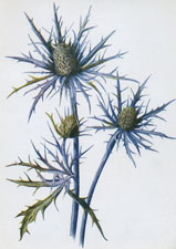 Amethyst Eryngo