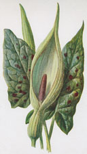 Arum or Cuckoo-Pint