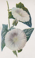 Bindweed