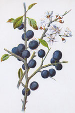 Blackthorn