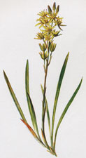 Bog Asphodel