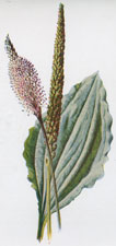 Broad-leaved Plantain