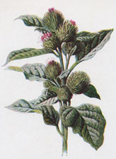 Burdock