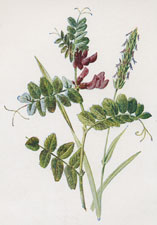 Bush Vetch, and Sweet-scented Vernal Grass