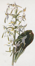 Butterfly Orchis