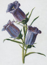 Canterbury Bell