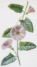 Field Convolvulus