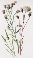 Blue Fleabane and Mousetail