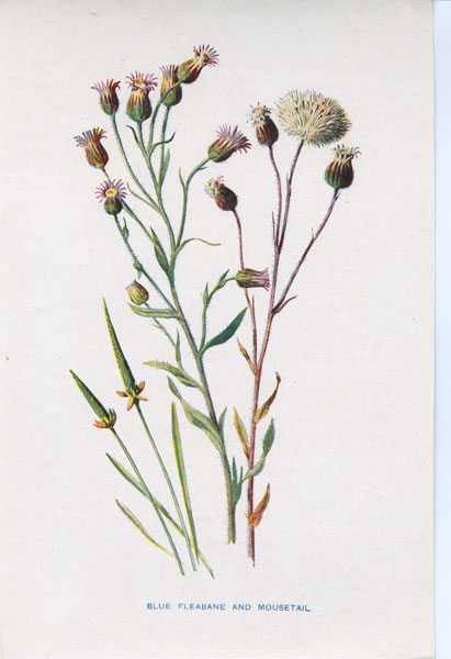 F. Edward Hulme: Familiar Wild Flowers (circa 1890)