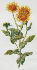 Fleabane