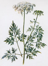 Fool's Parsley