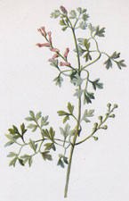 Fumitory