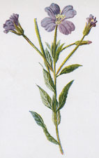 Greater Willow-Herb