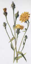 Hawkweed Picris