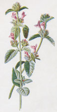 Hedge Calamint