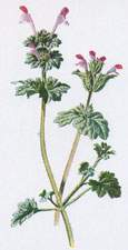 Henbit