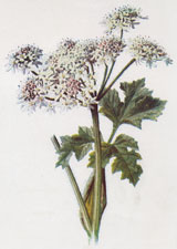 Hogweed