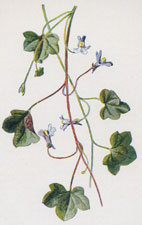 Ivy-Leaved Toad-Flax