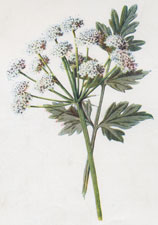 Hemlock Water-Dropwort