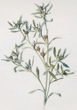 Marsh Cudweed