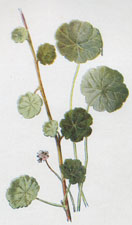 Marsh Pennywort